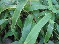 Giant Leaf Bamboo / Indocalamus tessellatus